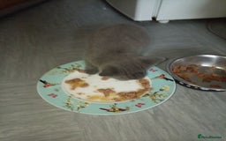 Mixed Breed cats for sale: 2 kittens for sale - Image 2