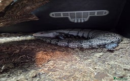 Skink reptiles for sale: Blue tounged skink £150 - Image 3