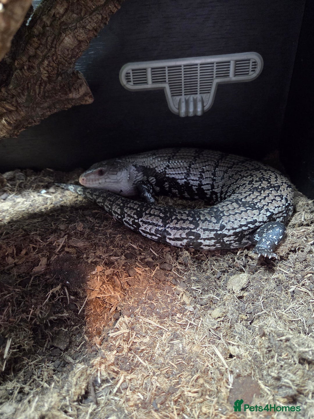 Skink reptiles for sale: Blue tounged skink £150 - Image 3