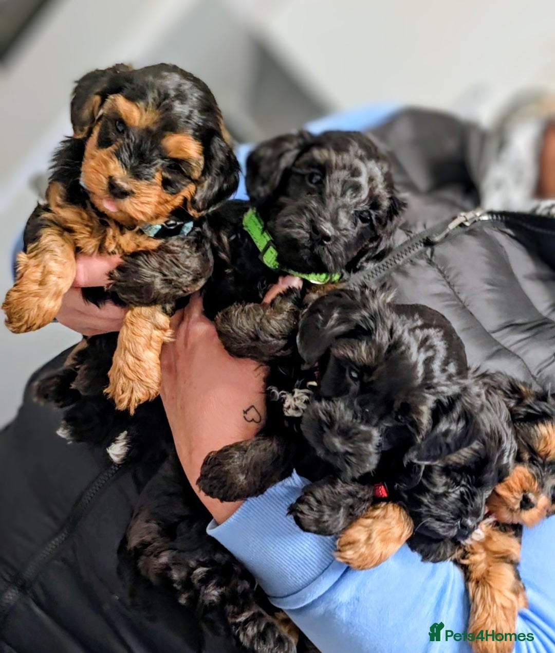 Yorkiepoo dogs for sale: GENUINE F1 YORKIEPOO PUPPIES  - Advert 2
