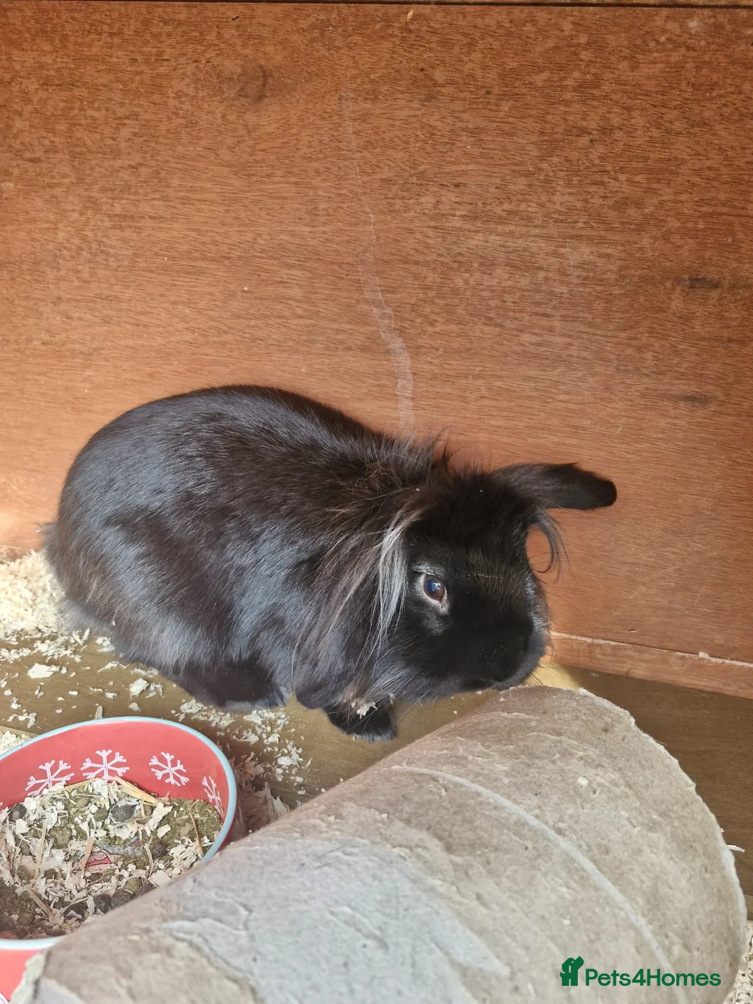 Lionhead rabbits for sale: 3 month old Black Male Lionhead - Advert 2