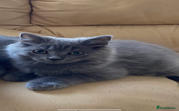 British Shorthair cats for sale: British short and long hair kittens blue  - Image 4