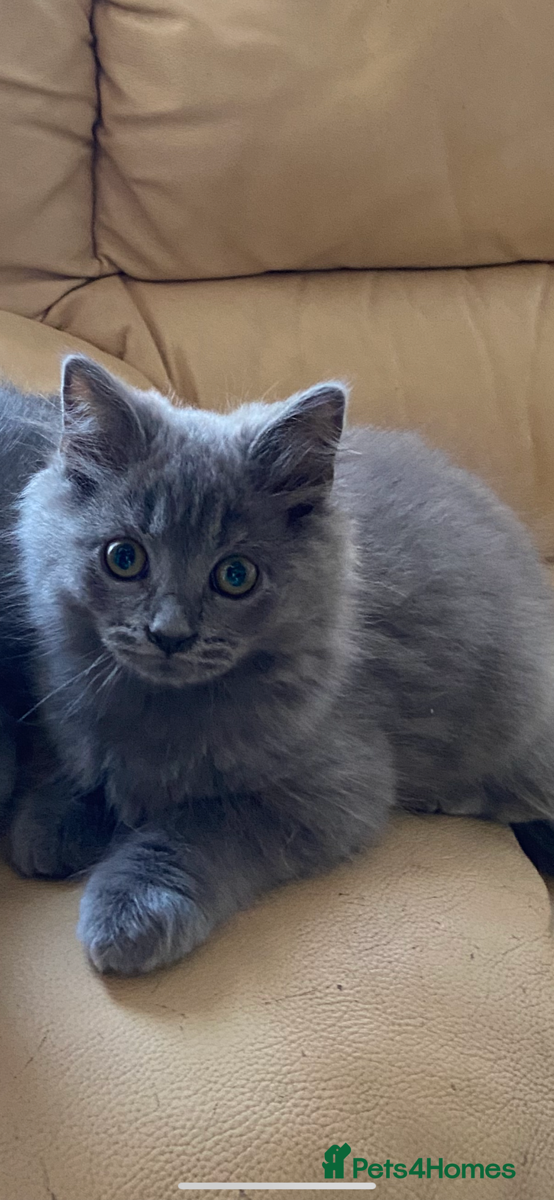 British Shorthair cats for sale: British short and long hair kittens blue  - Image 4
