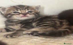 Mixed Breed cats for sale: Beautiful mixed breed kittens - Image 4