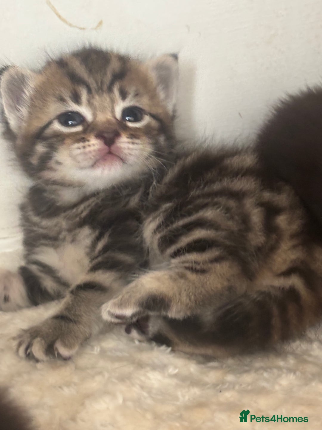 Mixed Breed cats for sale: Beautiful mixed breed kittens - Image 4