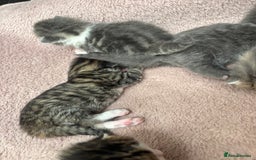 Mixed Breed cats for sale: Kittens  - Image 9