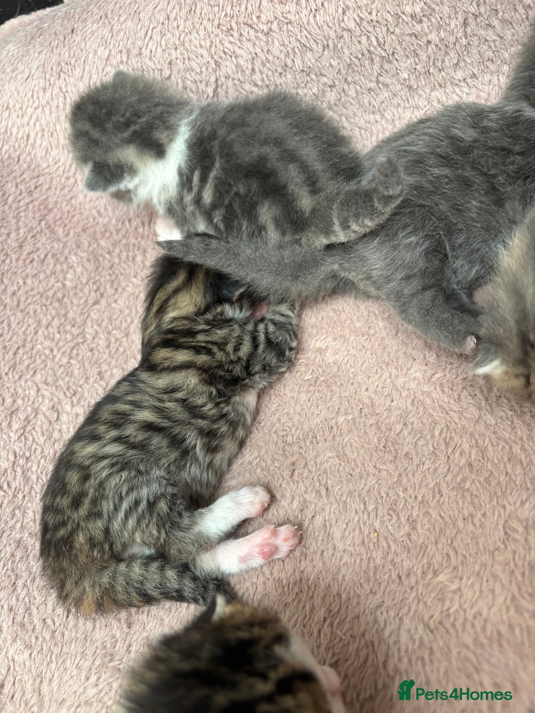 Mixed Breed cats for sale: Kittens  - Image 9