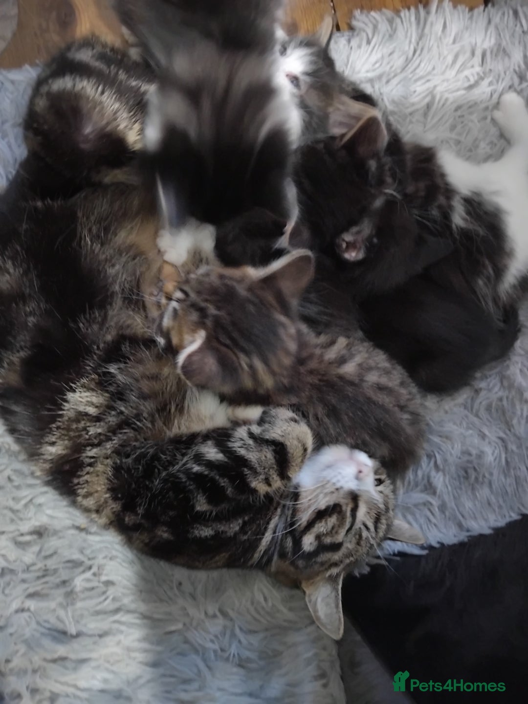 Mixed Breed cats for sale: Tabby girl  - Advert 2