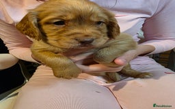 Cocker Spaniel dogs for sale: Beautiful Working KC Reg Cocker Spaniels Puppies - Advert 18