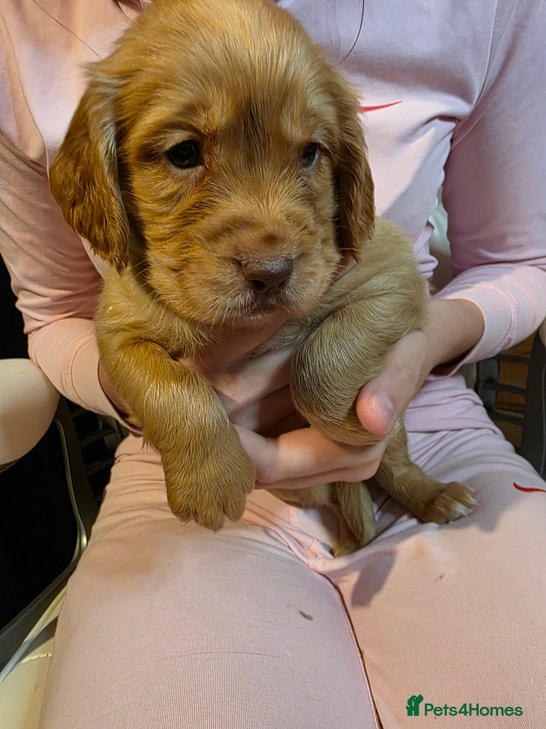Cocker Spaniel dogs for sale: Beautiful Working KC Reg Cocker Spaniels Puppies - Advert 18