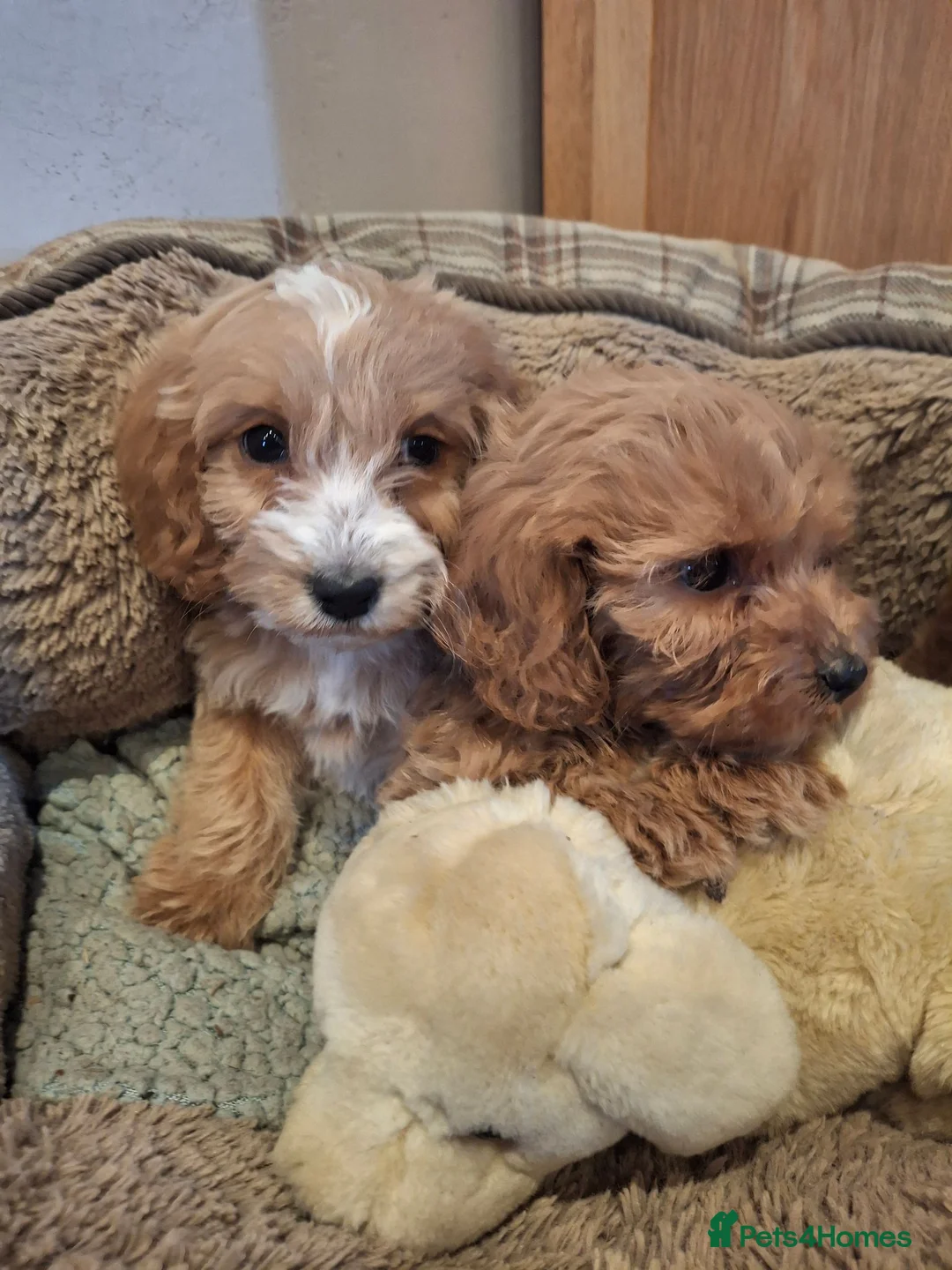 Cockapoo dogs for sale: Minature show cockapoo in Llanrwst - Advert 10