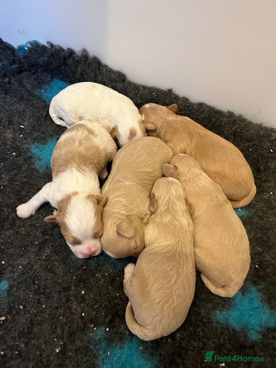 Maltipoo dogs for sale: Stunning Malticavapoo puppies NORTH STAFFORDSHIRE - Image 26