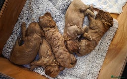 Cavapoo dogs for sale: Beautiful Cavapoo Puppies  - Image 5