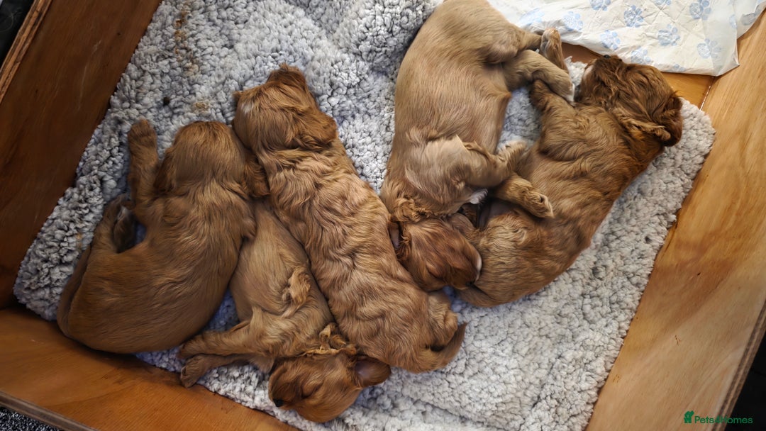 Cavapoo dogs for sale: Beautiful Cavapoo Puppies  - Image 5