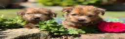 Norfolk Terrier dogs for sale: Stunning KC registered Norfolk terriers - Advert 3