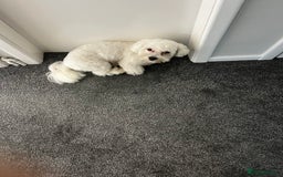 Mixed Breed dogs for sale: Alfie  - Advert 5