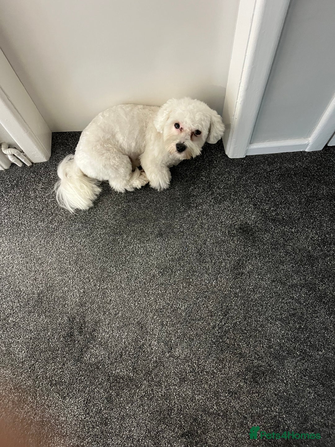 Mixed Breed dogs for sale: Alfie  - Advert 5