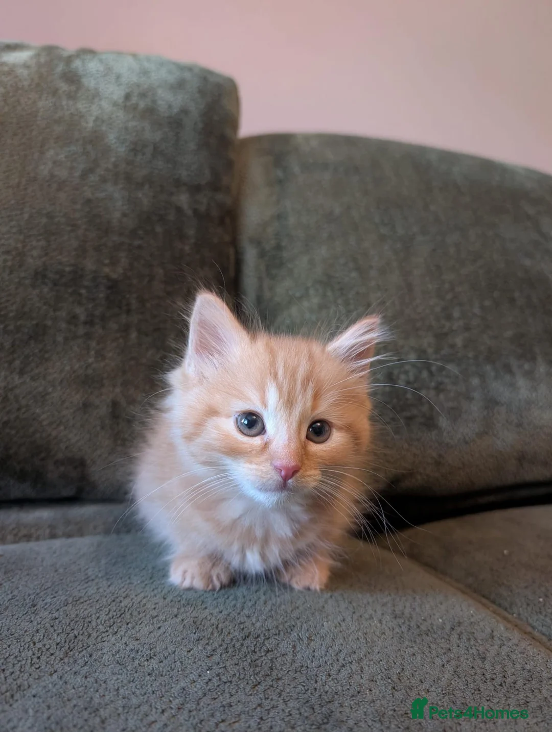 Mixed Breed cats for sale: 3 male mixed breed kittens for sale - Advert 5