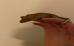 Gecko reptiles for sale: Crested gecko  - Image 4