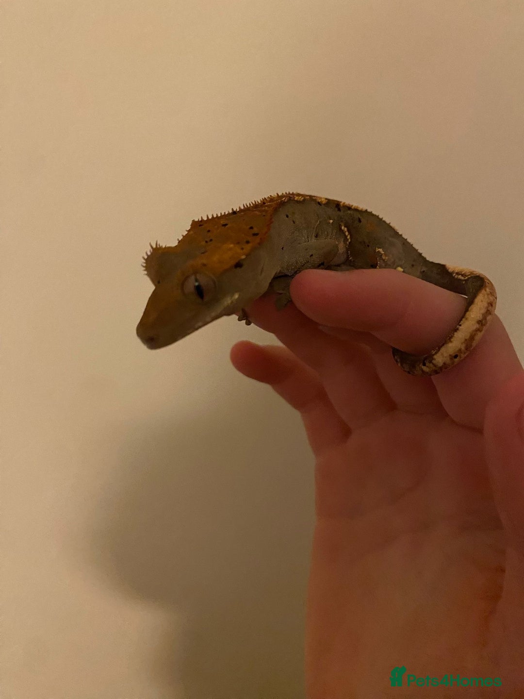 Gecko reptiles for sale: Crested gecko  - Image 4