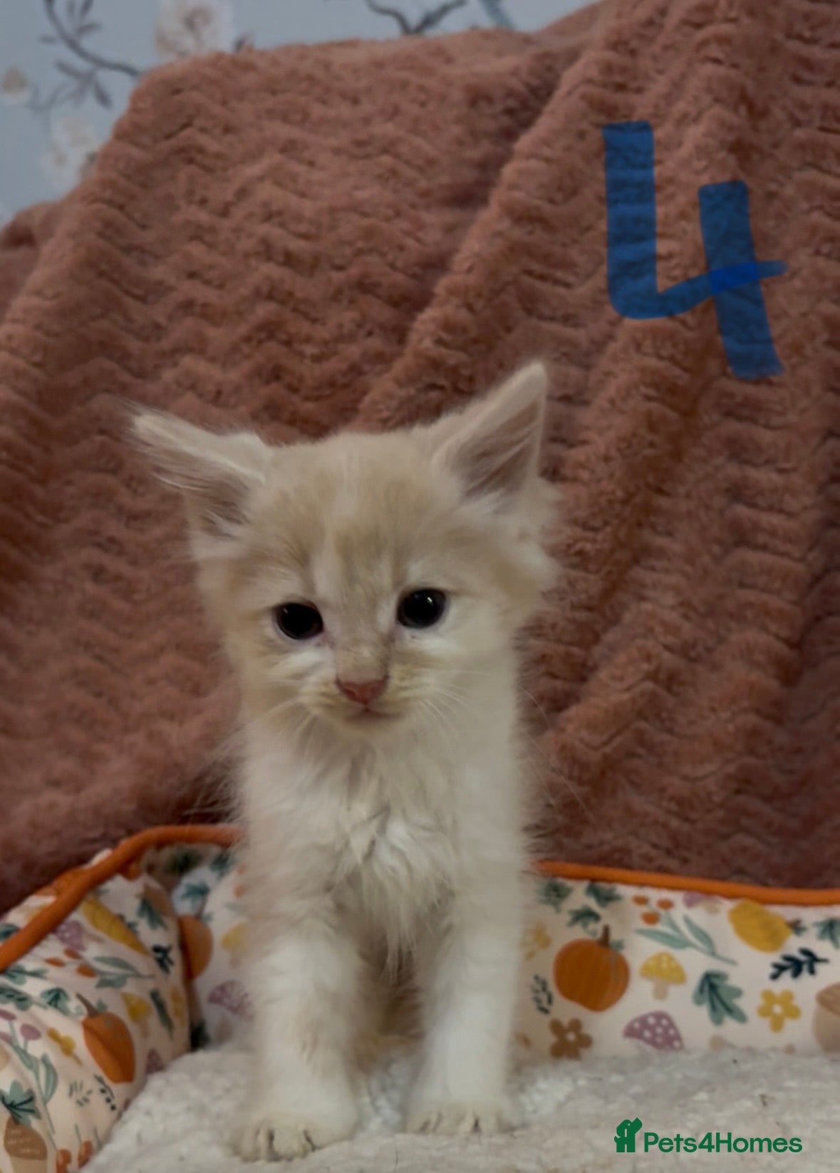 Mixed Breed cats for sale: 8 beautiful kittens ready for loving homes  - Advert 19