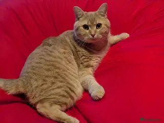 Domestic Shorthair cats Male shorthair - Advert 8