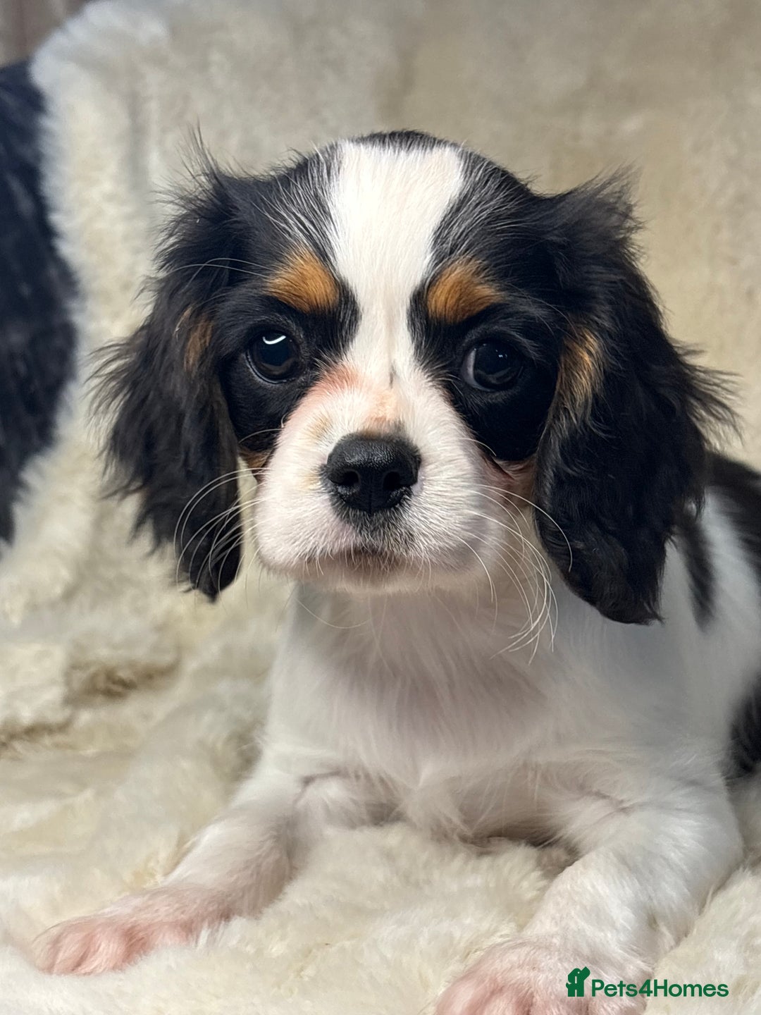 Cavalier King Charles Spaniel dogs for sale: Health tested cavalier puppies  - Advert 16