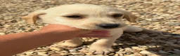 Labrador Retriever dogs for sale: Labrador puppies ready to leave! - Advert 19