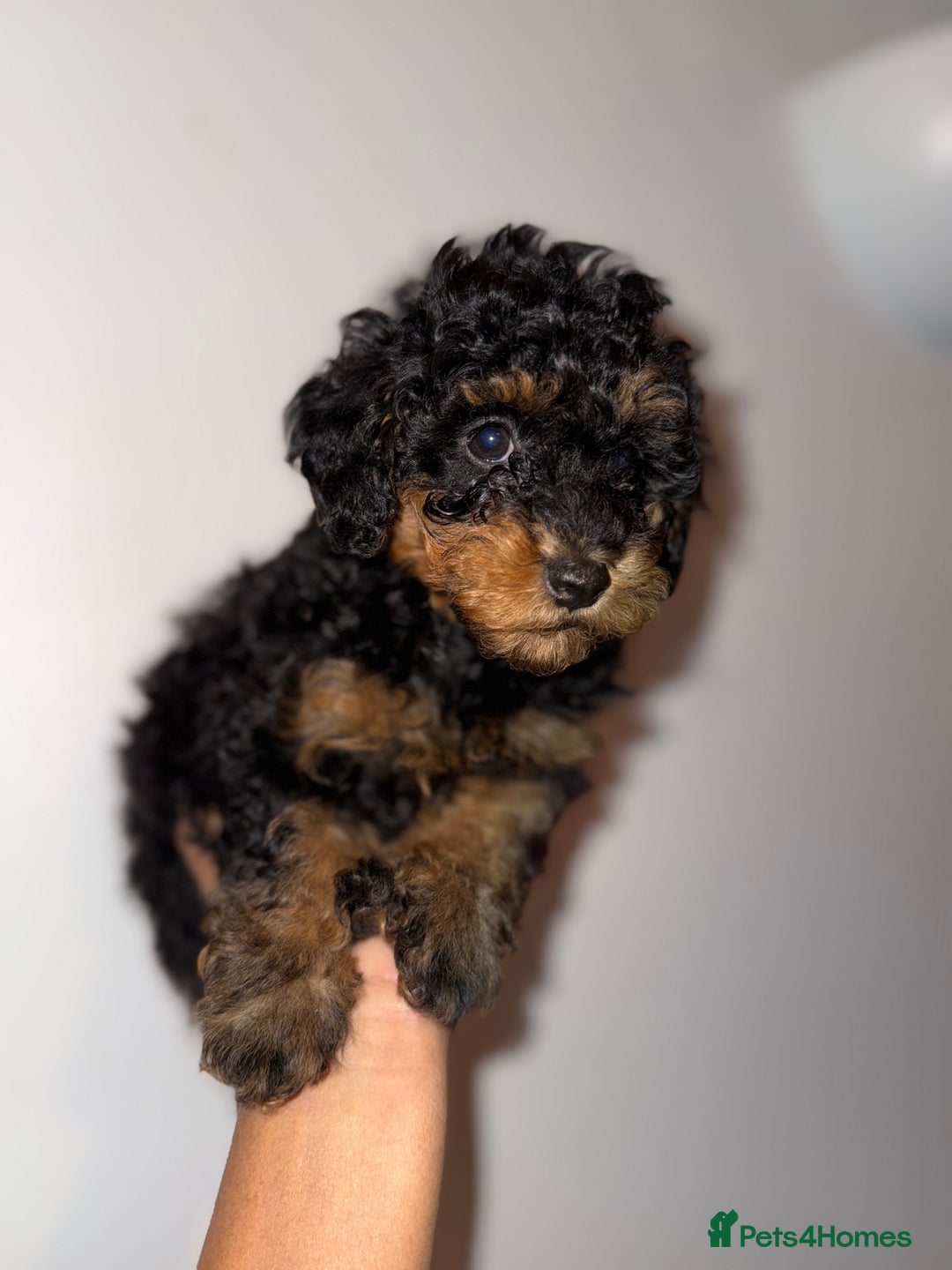 Cavapoo dogs for sale: Miniature cavapoos  - Image 24