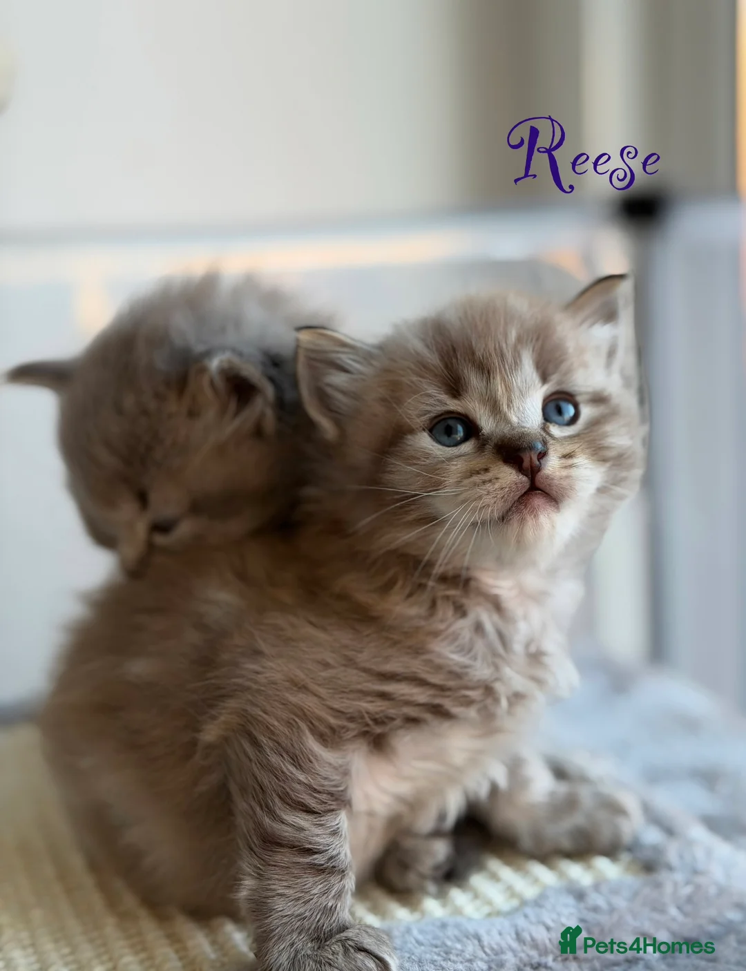 Ragdoll cats for sale: TICA registered cherubim kittens - Advert 14