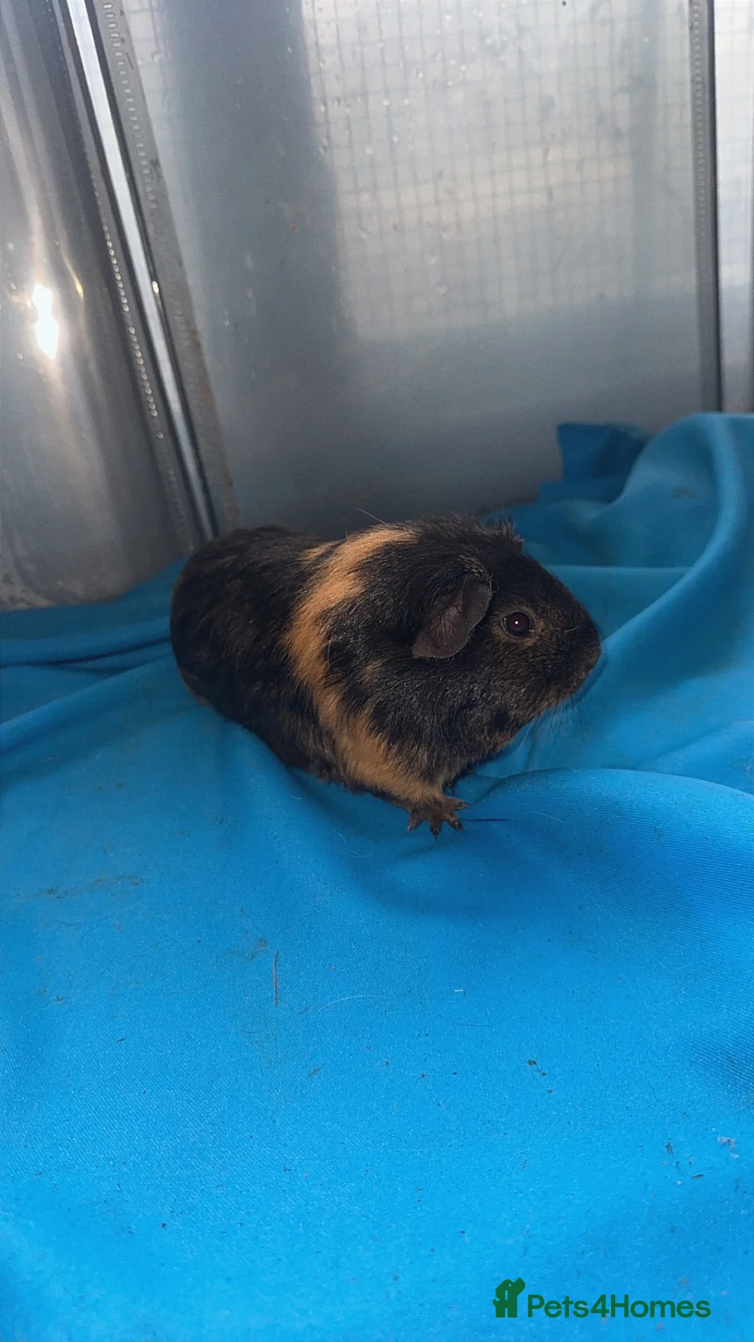 Guinea Pig rodents for sale: Guniea pigs  - Advert 21