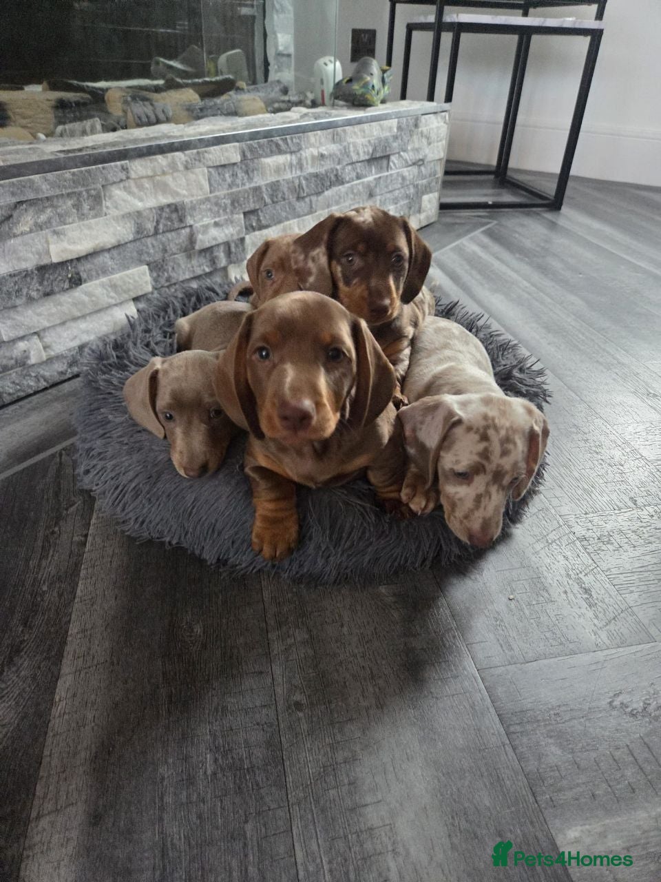 Miniature Dachshund dogs Lovely Miniature Dachshund Puppies  - Advert 2