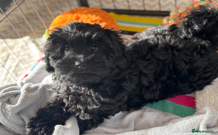 Shihpoo dogs - Advert 3