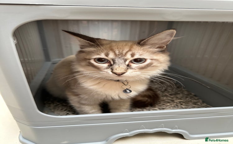 Ragdoll cats - Advert 14