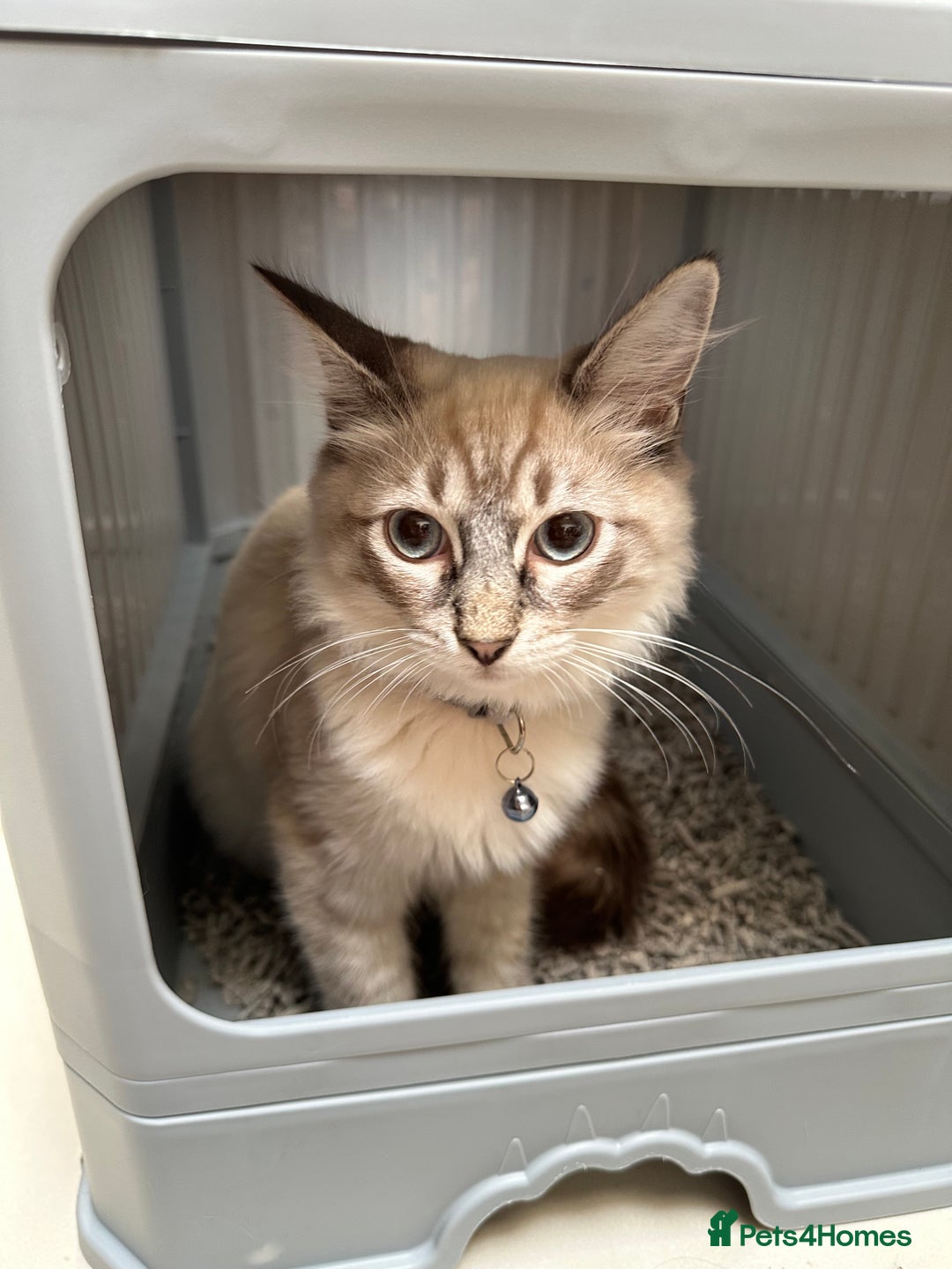 Ragdoll cats for sale: Ragdoll Lynx Blue point male - Image 3