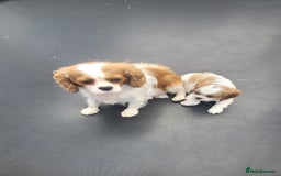 Cavalier King Charles Spaniel dogs for sale: Male Cavalier King Charles spaniel  - Image 13