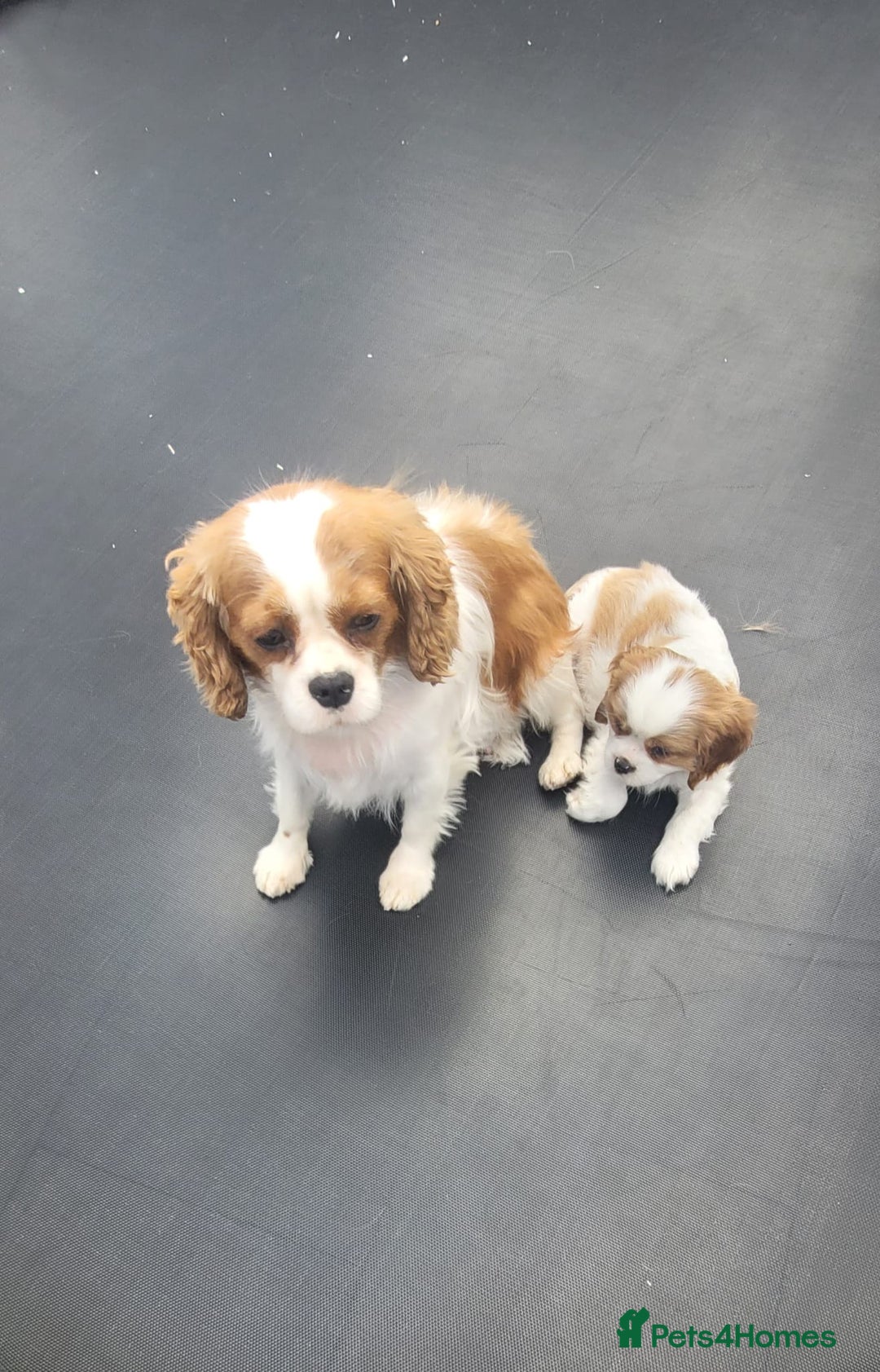 Cavalier King Charles Spaniel dogs for sale: Male Cavalier King Charles spaniel  - Image 13