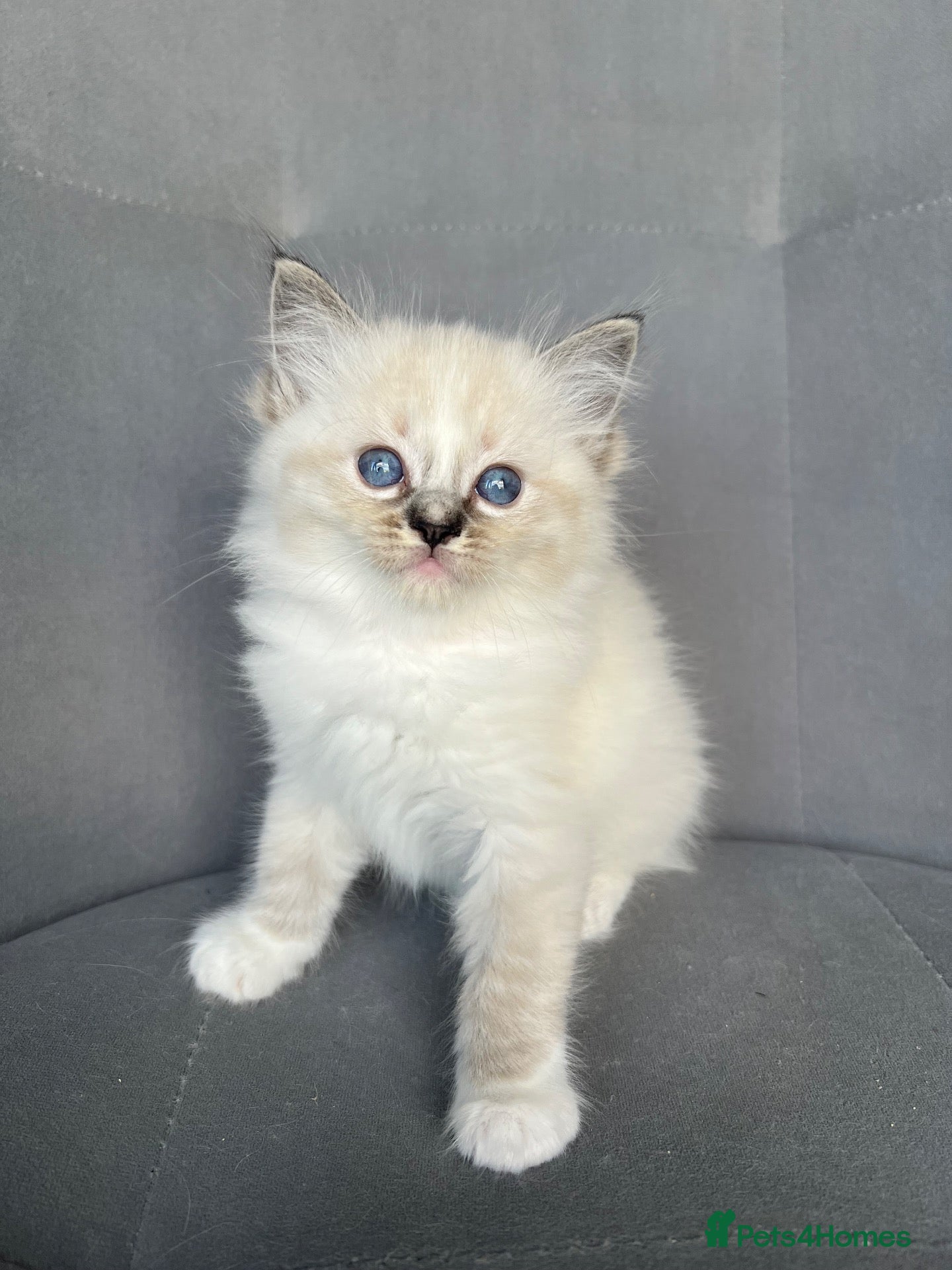 Ragdoll cats Registered Ragdoll Kittens for sale - Advert 1