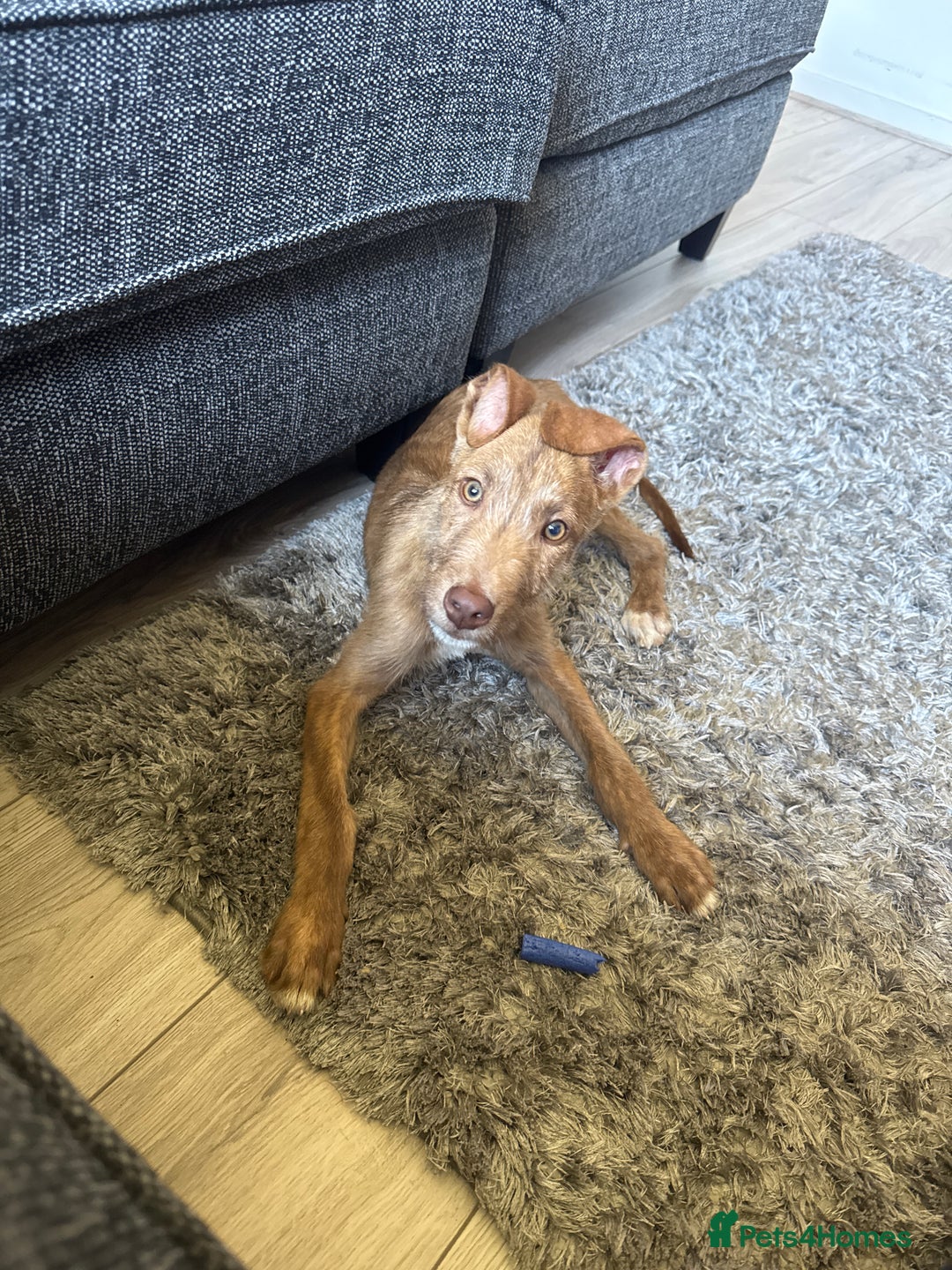 Lurcher dogs for sale: Wheaton bull grey dog pup  - Image 3