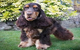 Cocker Spaniel dogs for sale: Show type cocker spaniels  - Image 4