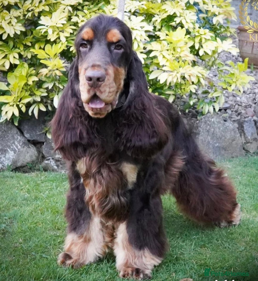 Cocker Spaniel dogs for sale: Show type cocker spaniels  - Image 4