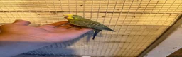 Budgerigars birds for sale: Budgies for sale £40 each collection mk404nn - Advert 11