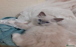 Ragdoll cats for sale: Original purebred Ragdoll kittens.Girl and boy. - Image 19