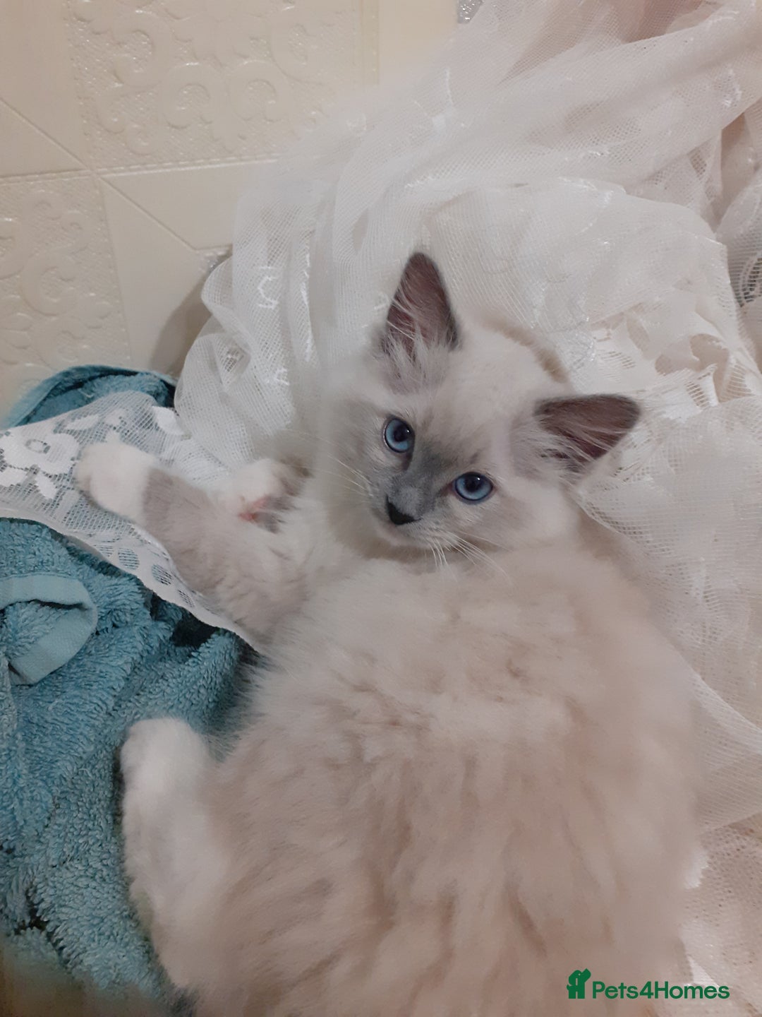 Ragdoll cats for sale: Original purebred Ragdoll kittens.Girl and boy. - Image 19