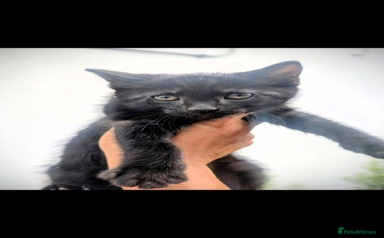 Mixed Breed cats - Advert 13