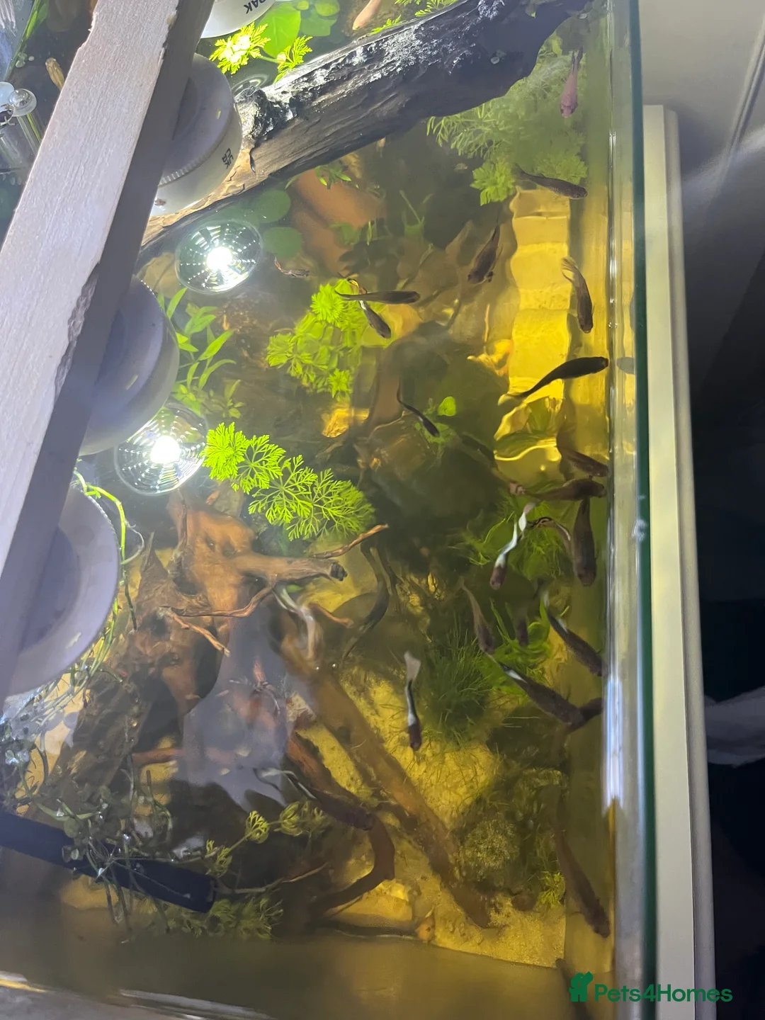 Other/Mixed Breed fish for sale: Baby And Adult Guppys - Advert 2