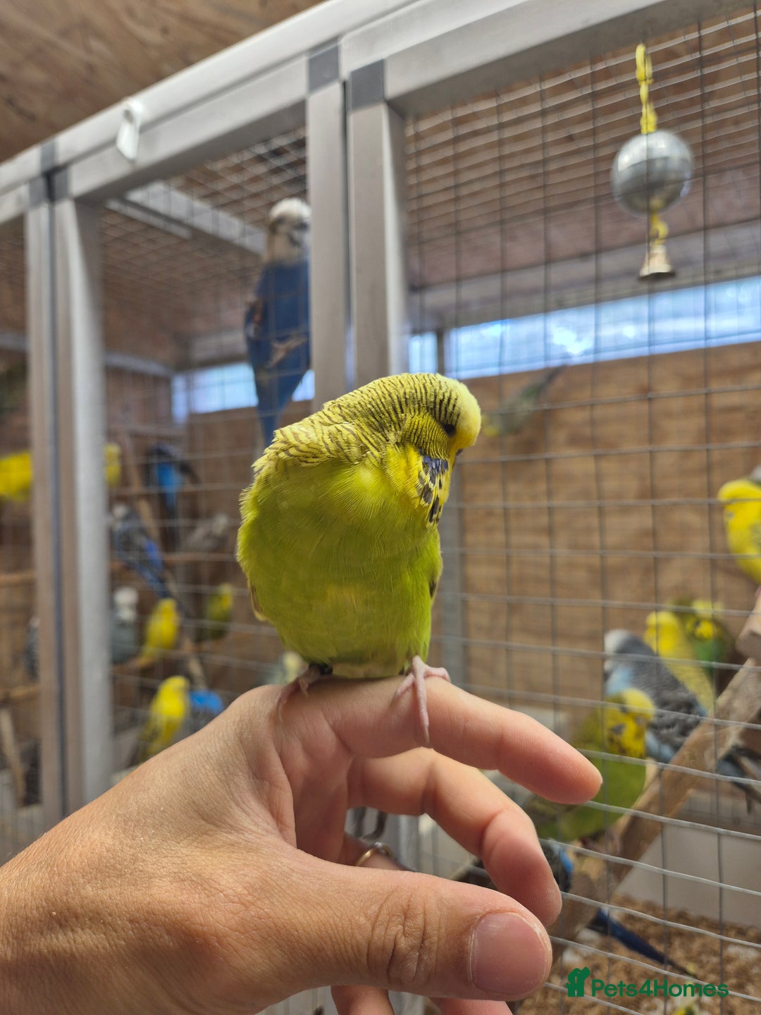 Budgerigars birds for sale: Tamed Cinnamon green 25 - Image 4