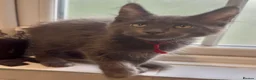 Maine Coon cats for sale: Stunning GCCF Russian Blue Maine Coons - Advert 6