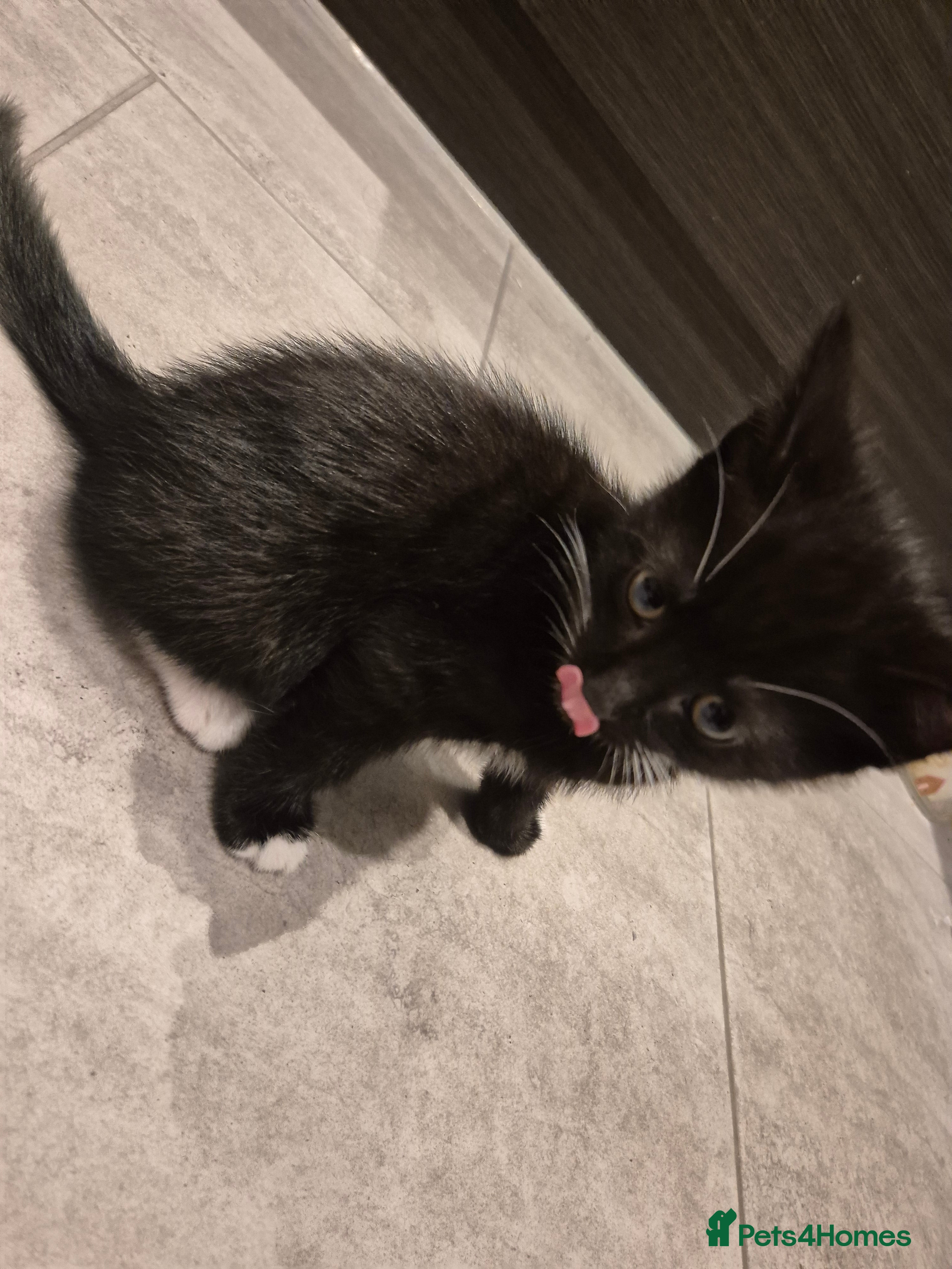 Mixed Breed cats Beautiful playful kitten need of home - Advert 2