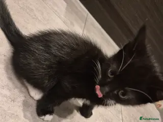 Mixed Breed cats Beautiful playful kitten need of home - Advert 1